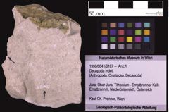 Foto (Objekt + Etiketten) von Decapoda indet. (NHMW-GEO-1990-0041-0187)